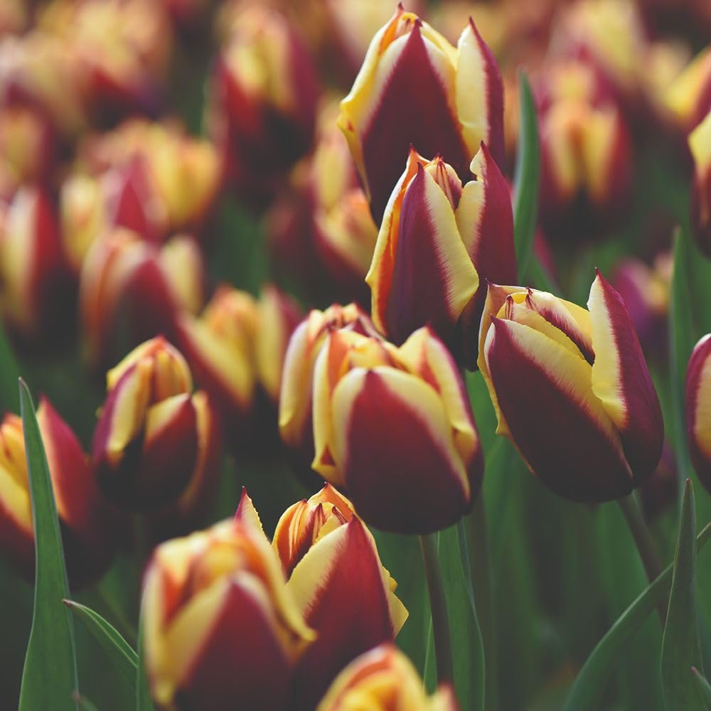 Tulip Gavota Bulbs โ 8 Hardy Perennial Bulbs for Spring Colour โ Deep Maroon with Yellow Edges โ RHS AGM โ Cut Flowers & Borders โ Triumph Type โ by Thompson and Morgan