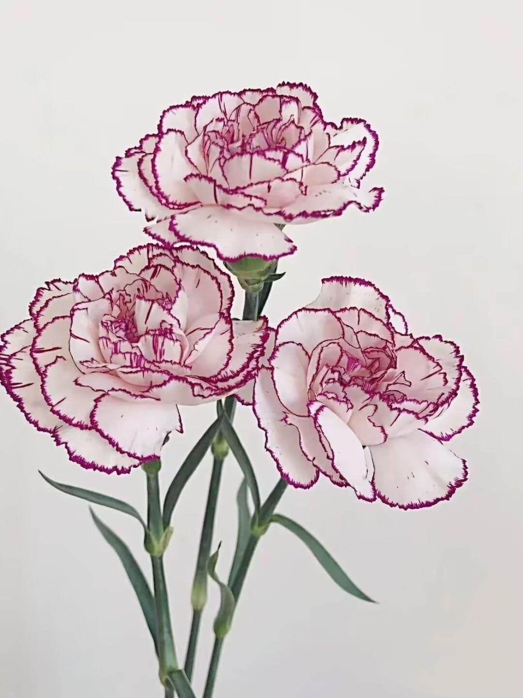 Fresh Cut Flowers Purple wave Carnations 38 Stems Hydroponic Flower Arrangement Gifts for home decoration birthdays anniversaries healing, sympathy friendship and love