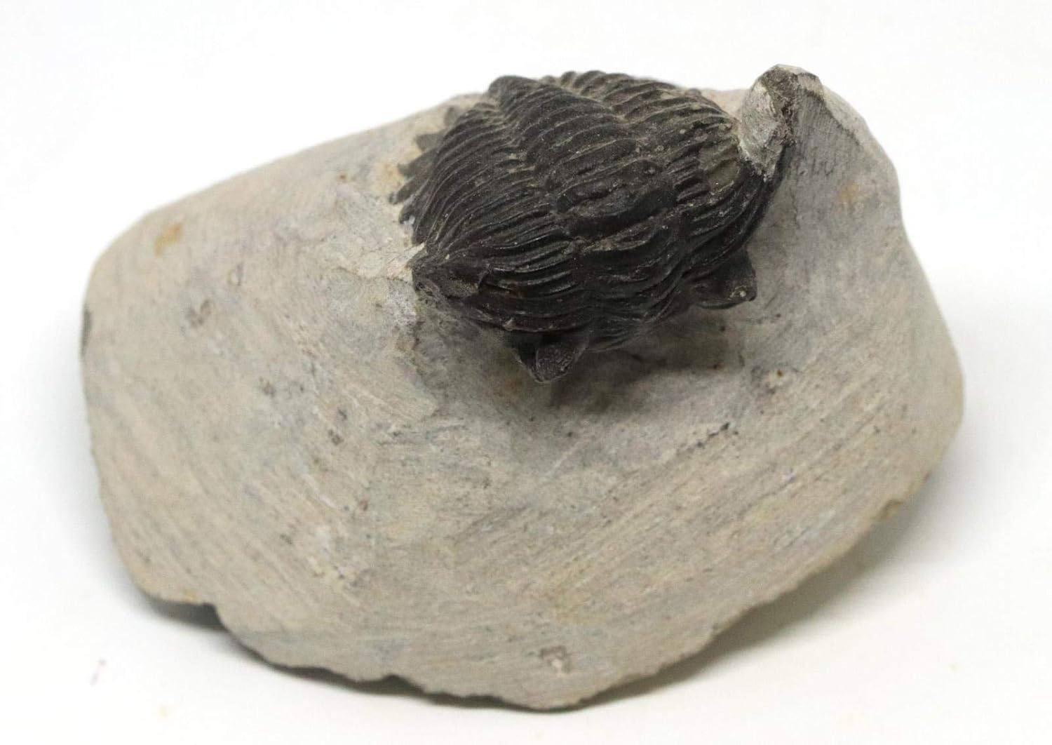 Trilobite Metacanthina Fossil Morocco 390 Million Years Old #15249 6o