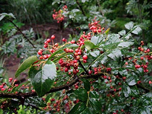 Organic Zanthoxylum Simulans 10 Seeds Szechuan Sichuan Pepper Herb Shrub