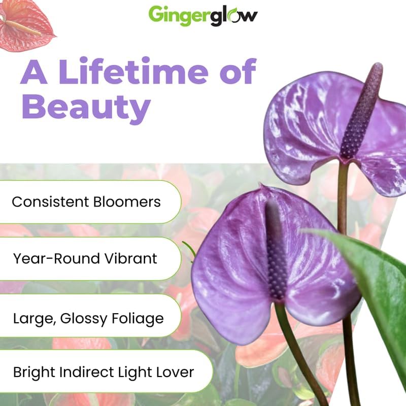 Purple Anthurium Plants Live for Houseplants, 4 Inch Pot, Heart-Shaped Tropical Flowers for Home Decor and Indoor Desktop Rows