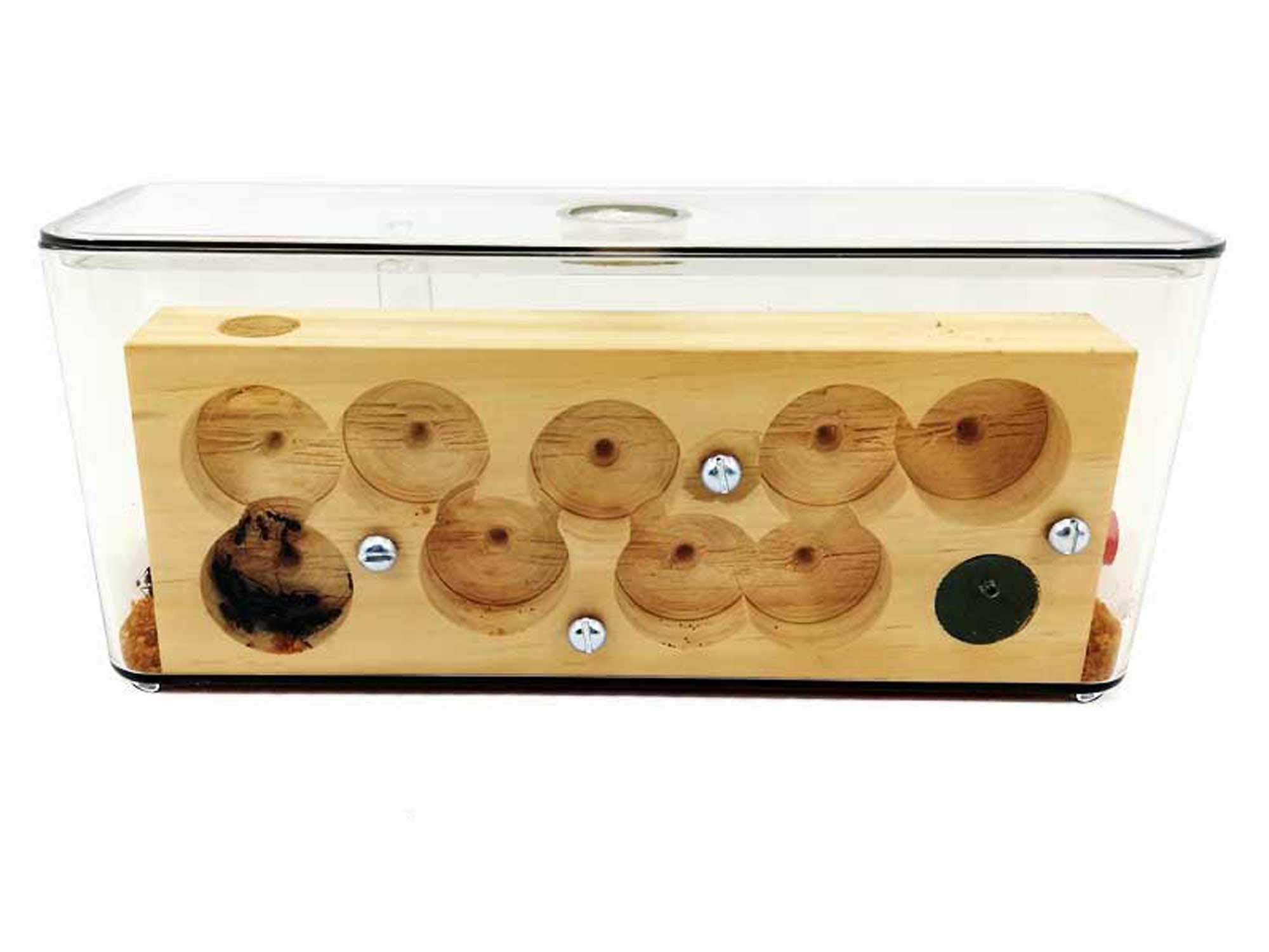 Kit fourmilière pédagogique Cube Moyen avec galeries en Bois (avec des Fourmis incluses)