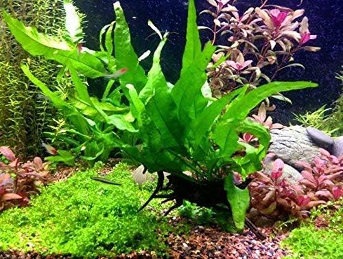 Greenpro Java Fern on Driftwood Live Aquarium Plants for Freshwater Fish Tank Water Plants Decorations