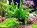 Greenpro Java Fern on Driftwood Live Aquarium Plants for Freshwater Fish Tank Water Plants Decorations