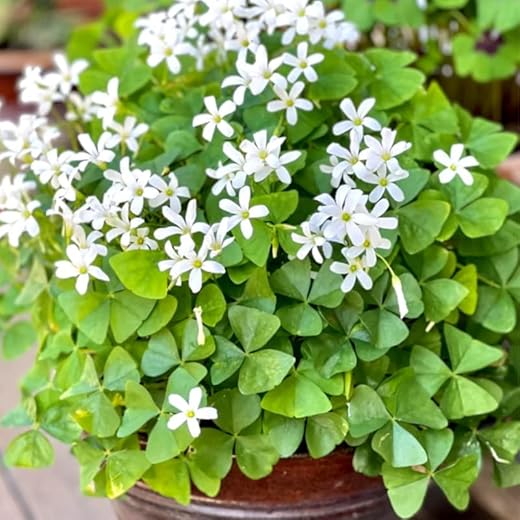 10 Oxalis Shamrock Indoor Plant Bulbs