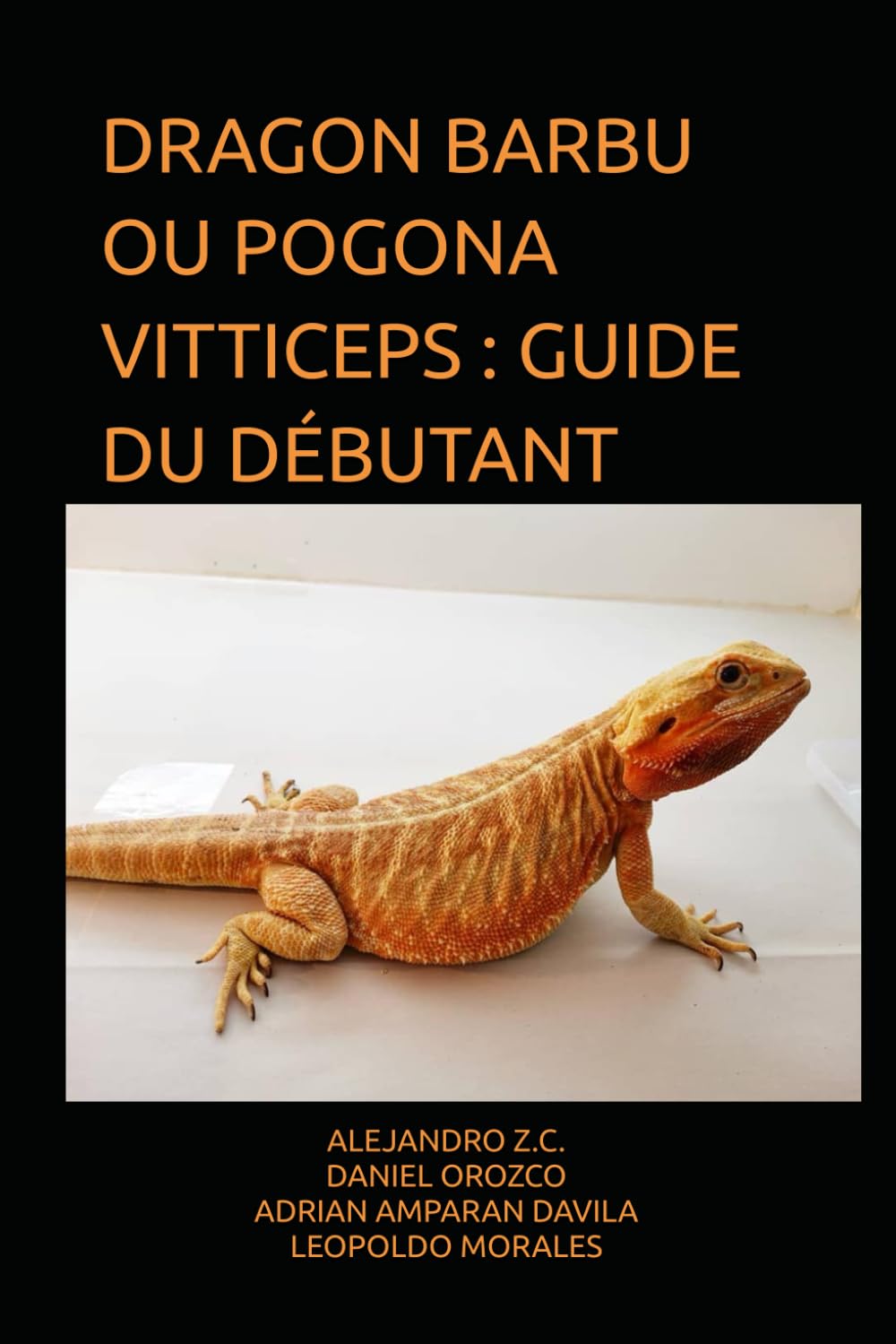 DRAGON BARBU OU POGONA VITTICEPS : GUIDE DU DÉBUTANT