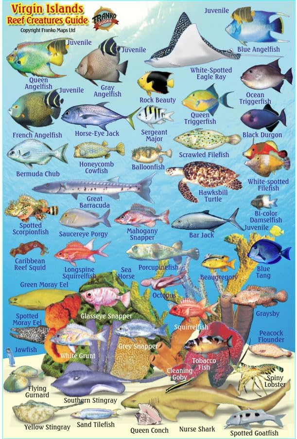 Franko Maps Virgin Islands Mini Fish ID-Card