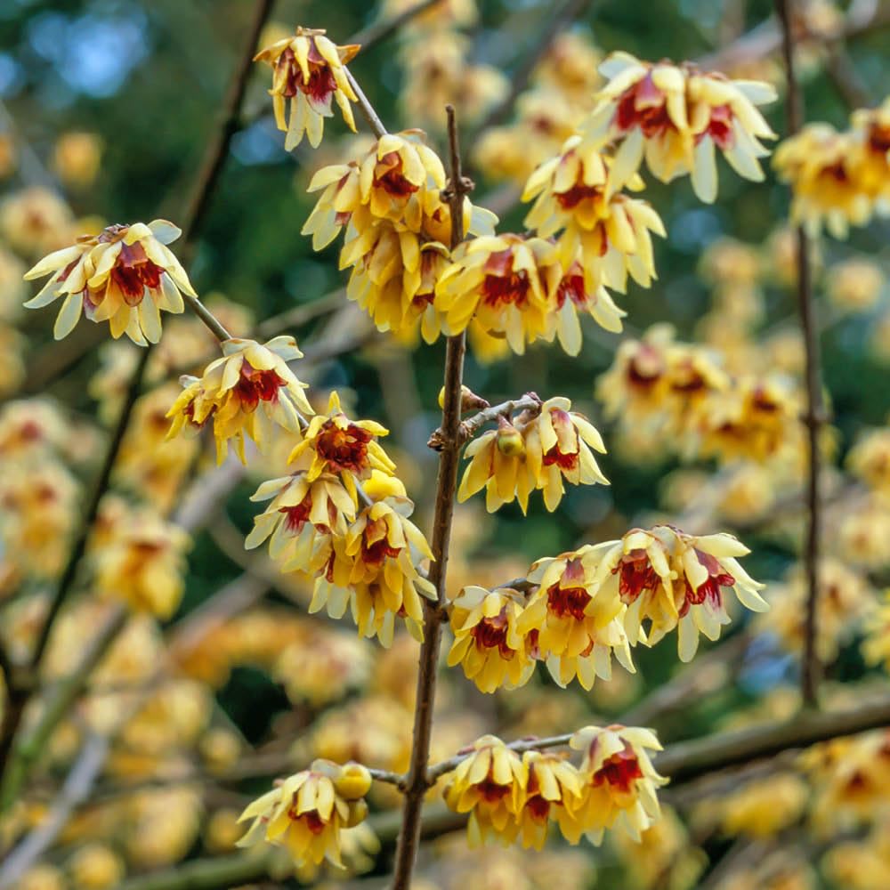 Yougarden Yellow Chimonanthus Praecox In 2L Pots X2