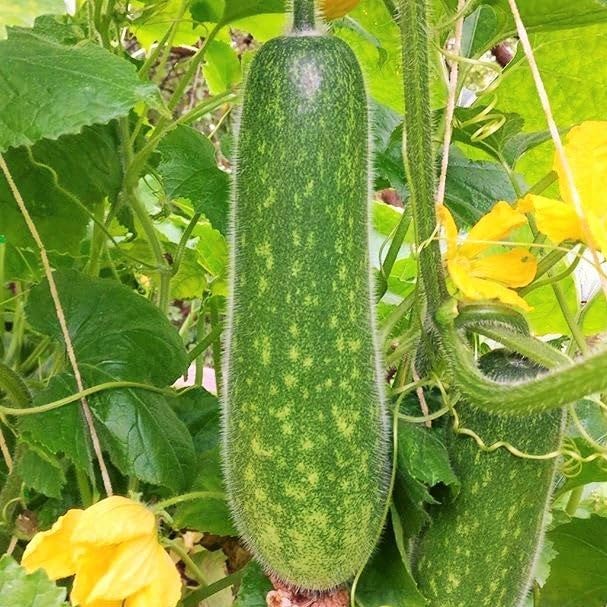 TomorrowSeeds - Fuzzy Hair Melon Seeds - 60+ Count - for 2026 Planting Wax Gourd Fuzzy Hair Hairy Squash Chi Qua Mo Gwa Mokwa Winter Ash Asian Vegetable Grow Your Own Home Farm Patio Healthy