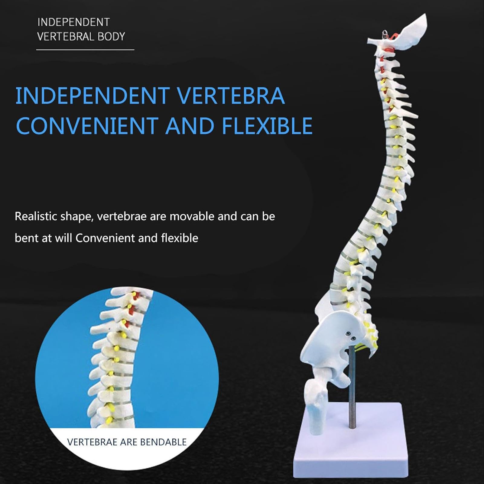 Modelo De Columna Vertebral Humana - Mini Modelo Anatómico De 45 Cm con Soporte, Pelvis, Columna Vertebral, Nervios Y Vértebras para Estudios Científicos O Educación del
