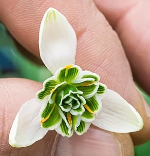 Double Snowdrops Bulbs, 10 Count, Top Size | Earliest Spring Blooms, Thr...