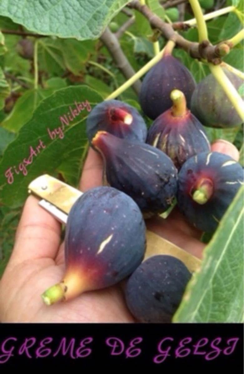 イチジク苗木「 CREME DE PESCA 」 3-30 イチジク苗木「 CREME DE