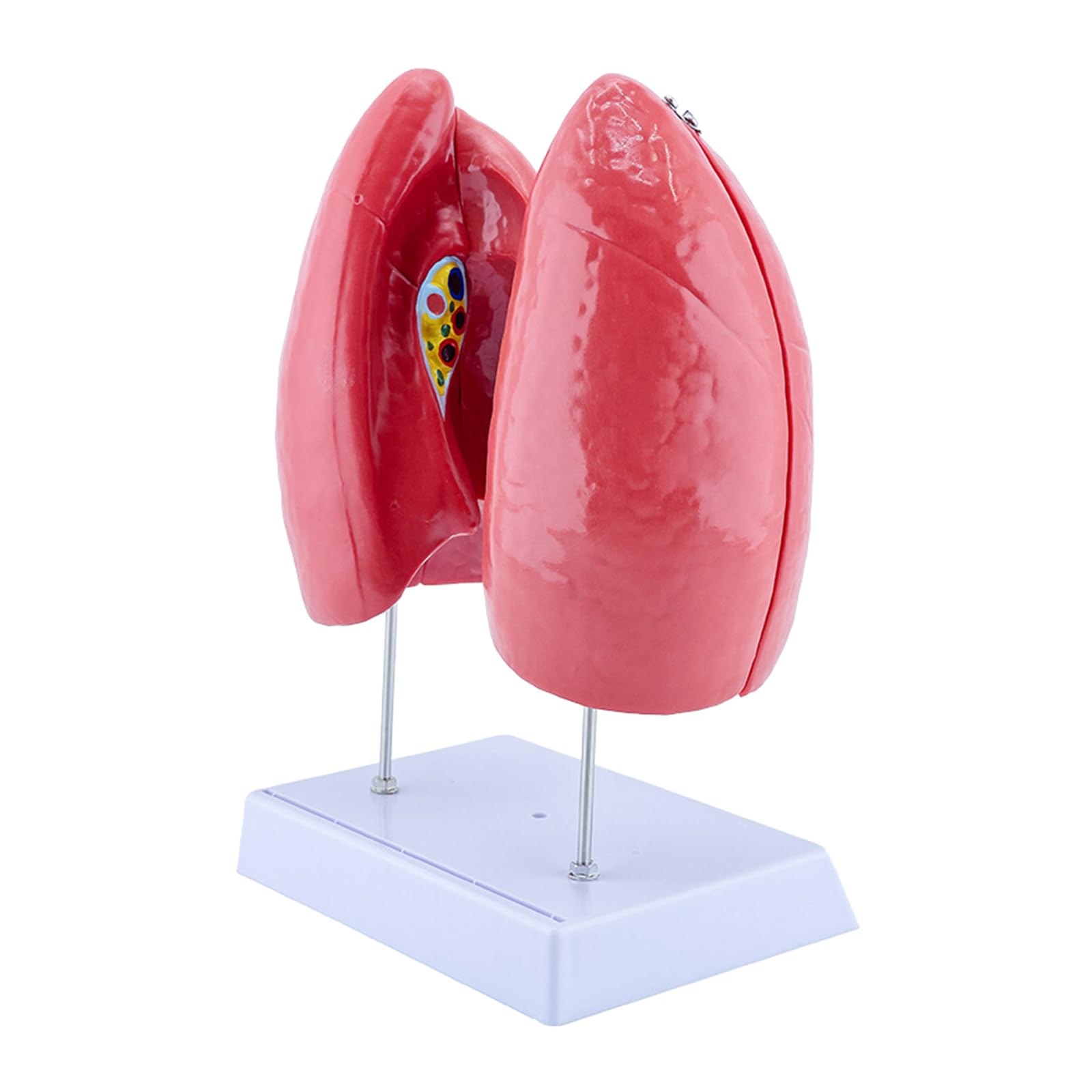 Hsioluted Anatomical Lung Model with Detachable Parts Normal Lung Anatomy Model for Clinical Settings and Lecture Report Detachable