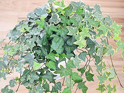 Amazon 観葉植物 アイビー ヘデラ 3種寄せ植え 円柱形陶器鉢植え 観葉植物 オンライン通販