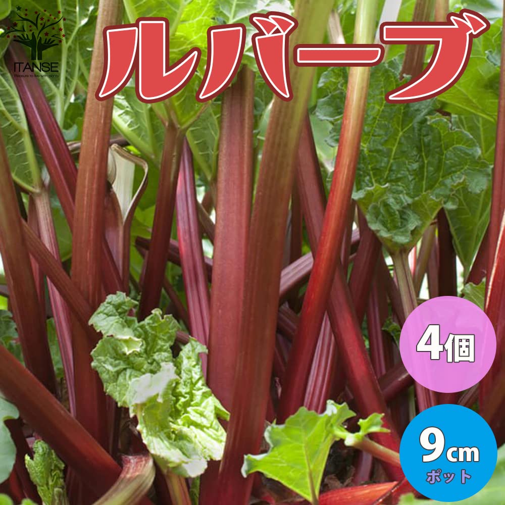 Amazon.co.jp: ITANSE ルバーブ 9cmポット苗 4個セット 品種で