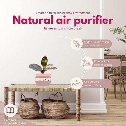 Miniatura 8 de BubbleBlooms Ficus elastica Surtido en una maceta de 4 pulgadas variedad de caucho, planta de caucho blanco y oscuro