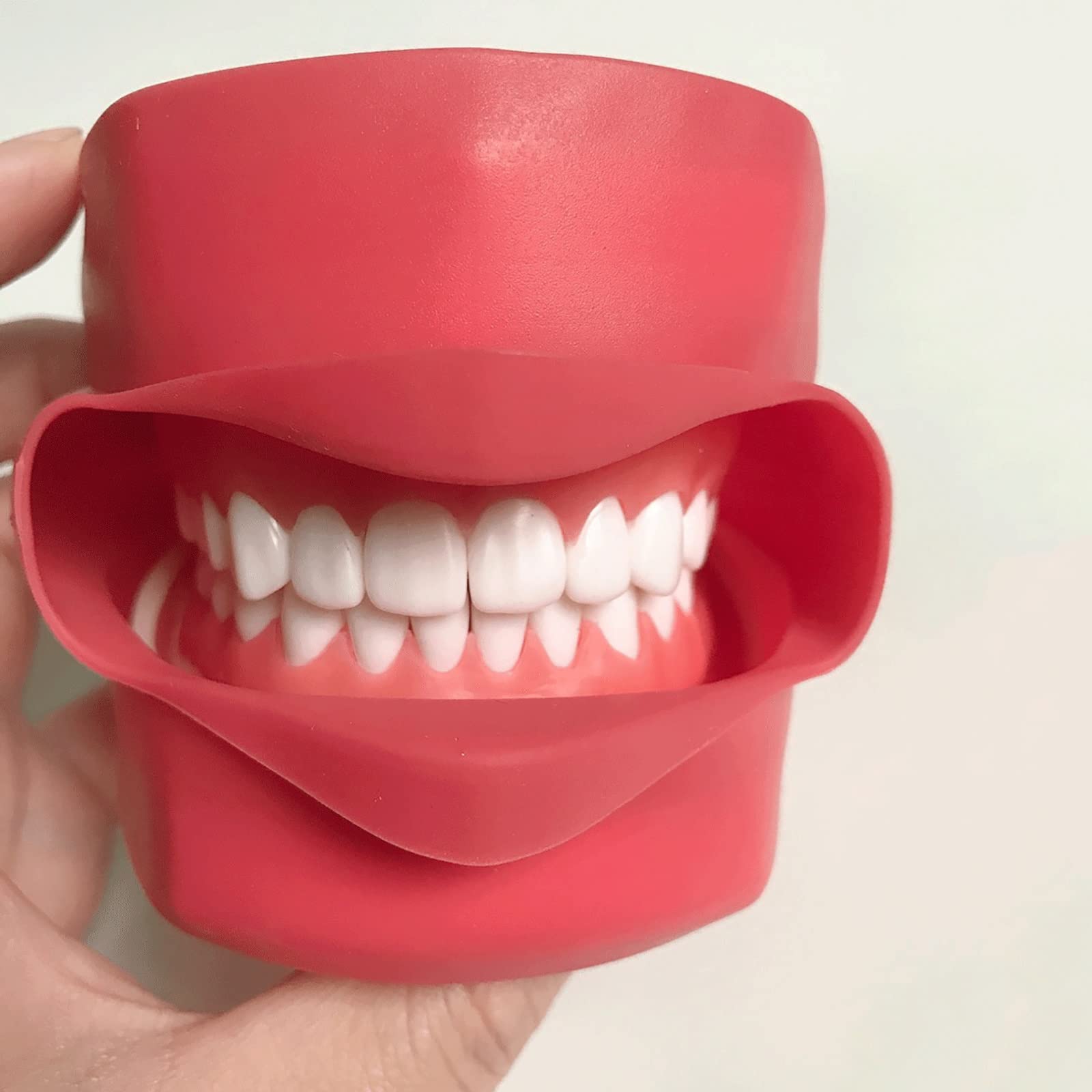 Modèle De Dents Dentaires, Modèle Orthodontique, Modèle D'Étude des Dents Dentaires avec Dents Amovibles pour l'enseignement Dentaire Et Médical.
