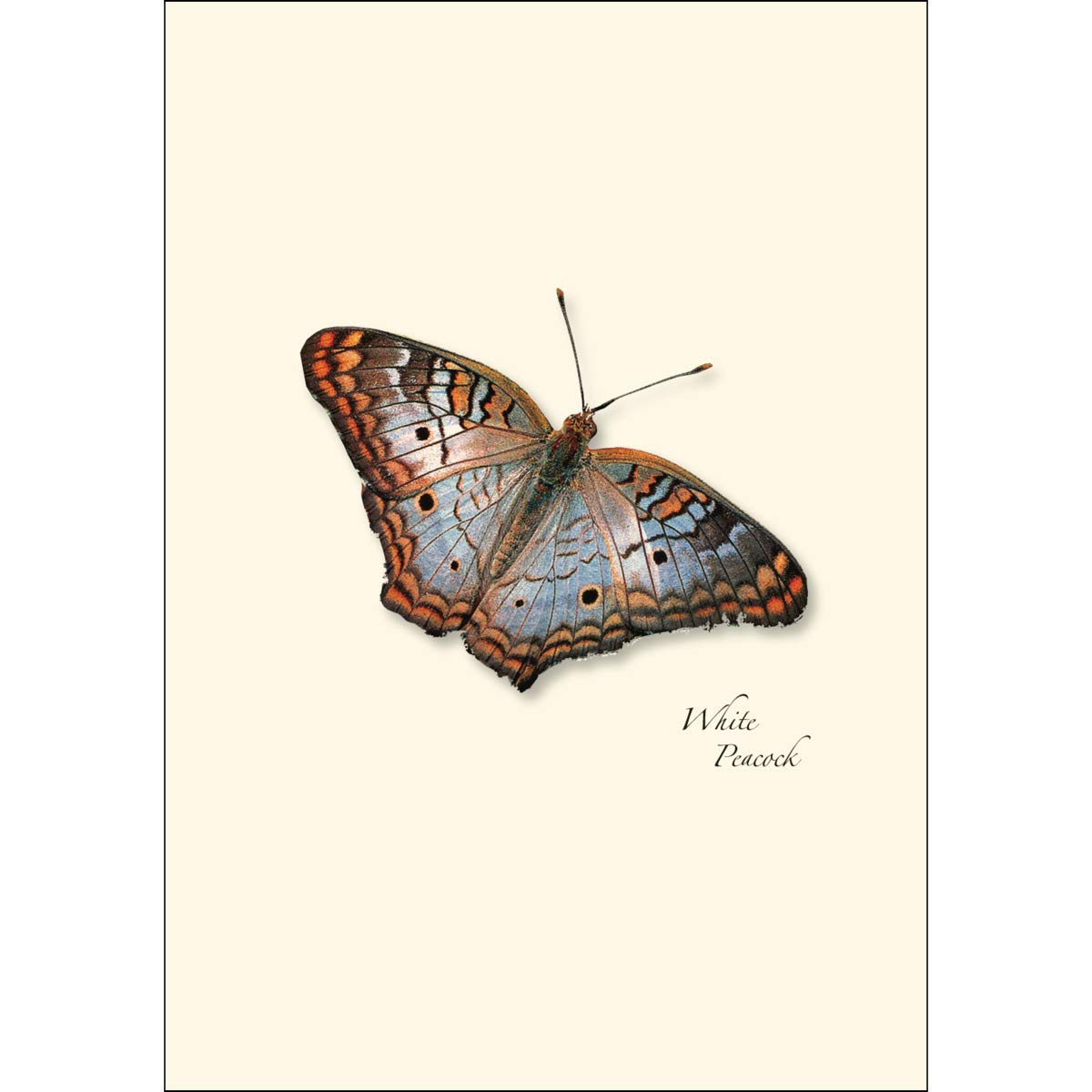 Nature Illustration Cards Butterfly Notecard Set - 8 Blank Cards With ...