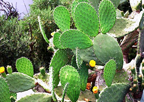 Rameshvar Enterprises | Nagphani/Nagfani Cactus Small Medicinal Plant With Polybag Live Plant (B081DWZQ6B) Amazon Price History, Amazon Price Tracker