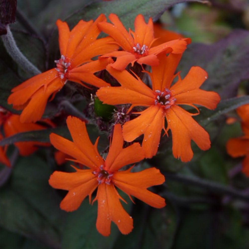 Lychnis x arkwrightii Orange Zwerg: Vibrant red-Orange Flowers and Burgundy Leaves. Ideal for Sunny Borders or containers, Low-Maintenance, and Stunning.1 Litre Pot x 1 by Thompson and Morgan