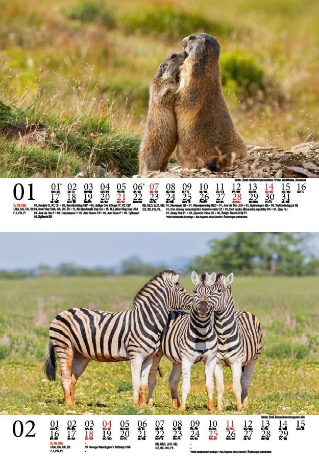 Tierzauber Animal Friends DIN A5 Wall Calendar for 2024 Various Animals and Their Friendships Seelenzauber - Image 2