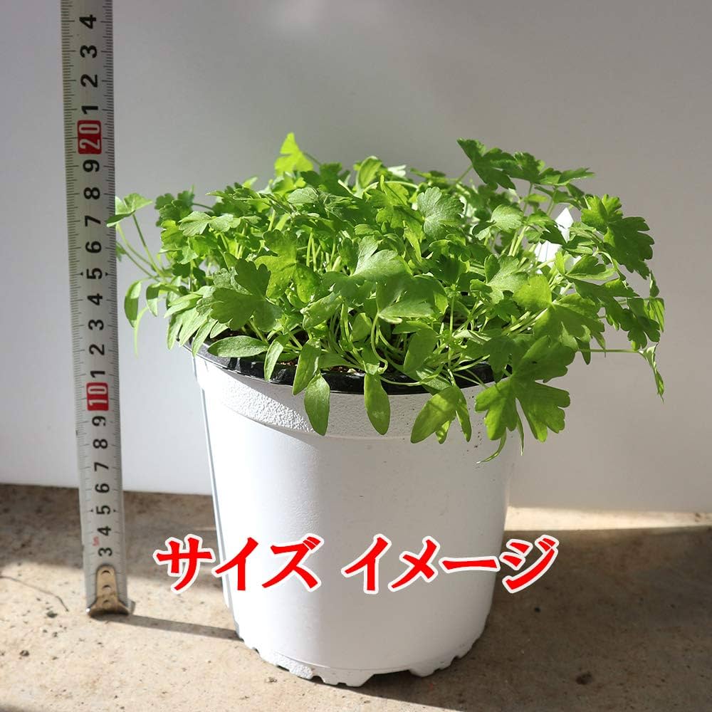 パセリ苗、8ポット(大)キアゲハ♡包装、手数料、お箱代込み
