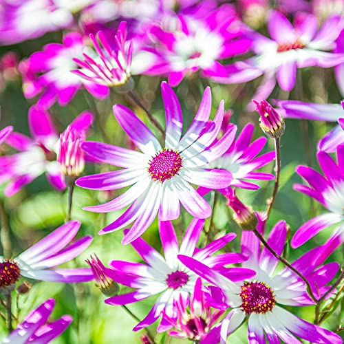 Senetti Pink Bicolour | Perennial Pink and White Outdoor Garden Flower Plant Potted | for Bedding, Baskets, Containers | 2L Pot