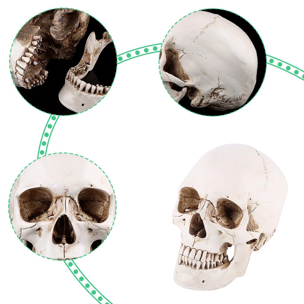 Resina medica dimensioni reali realistica teschio umano testa modello osseo, anatomia resina bianca cranio strumento di insegnamento di alta precisione decorazione Halloween