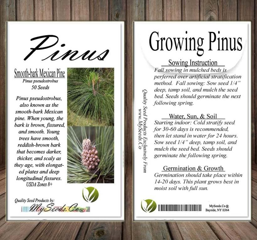 Pinus pseudostrobus (Smooth-bark Mexican Pine) Tree Seed, glaucous-Green Needles, Ovoid Brown Cones, You Choose The Quantity (5 Packs)