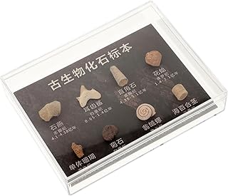 GLEAVI 1 Box Specimen Student Statue Irregular