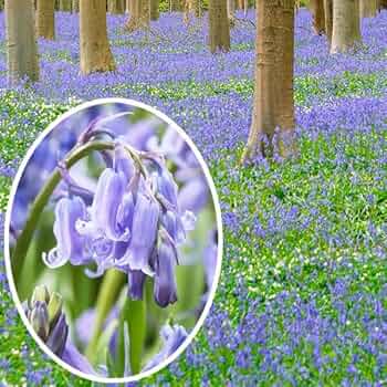 61DRFDpCbvL._AC_UF350,