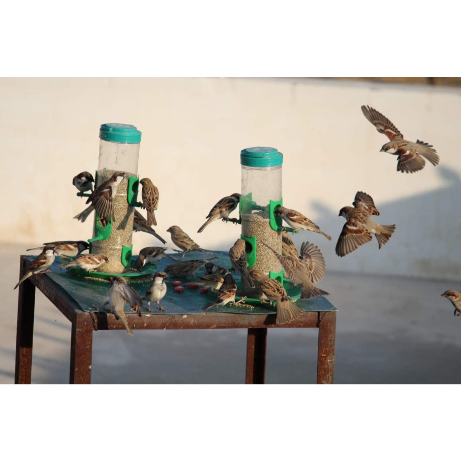 Amijivdaya Medium Bird Food Feeder with Holding Handle (Green and Transparent) - Pack of 2 2