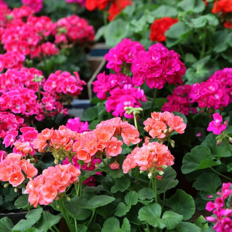 Miniatura 4 de Paquete de 3 plantas de geranio vivas, geranios surtidos para jardín interior y exterior, plantas de flores perennes, sin maceta