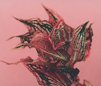 宮本浩次 CDセット　独歩 縦横無尽 宮本語録集　P.S. I love you 縦横無尽 [初回限定2021ライブベスト盤][CD][+DVD] - 宮本浩次