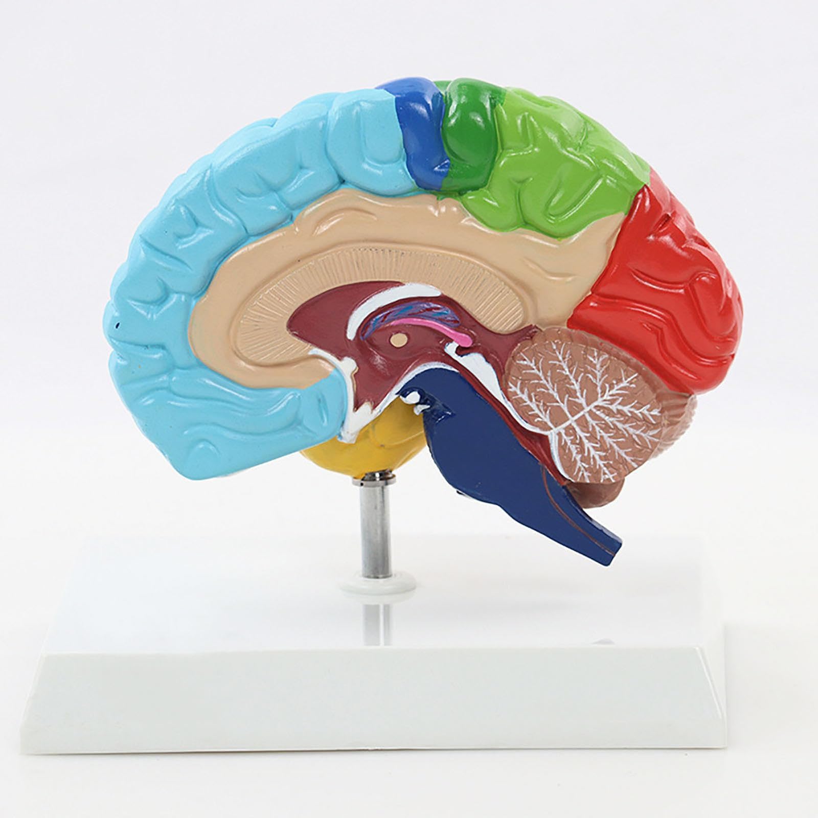 Modelo Anatómico del Hemisferio Derecho 1:1 con Base para Enseñanza | Modelo Cerebro Desmontable para Estudio de Arterias Cerebrales y Herramienta Educativa de Divulgación
