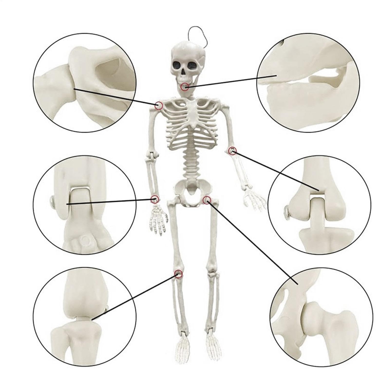 Générique Decorazioni Scheletro Halloween Ornamento osseo articolato