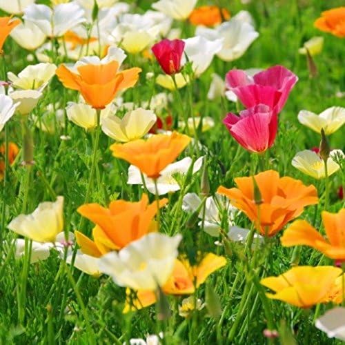 Dirt Goddess Super Seeds ~ Bulk California Poppy Seeds - Mixed Colors Eschscholzia californica 234,000 Seeds (1 lb) Non GMO