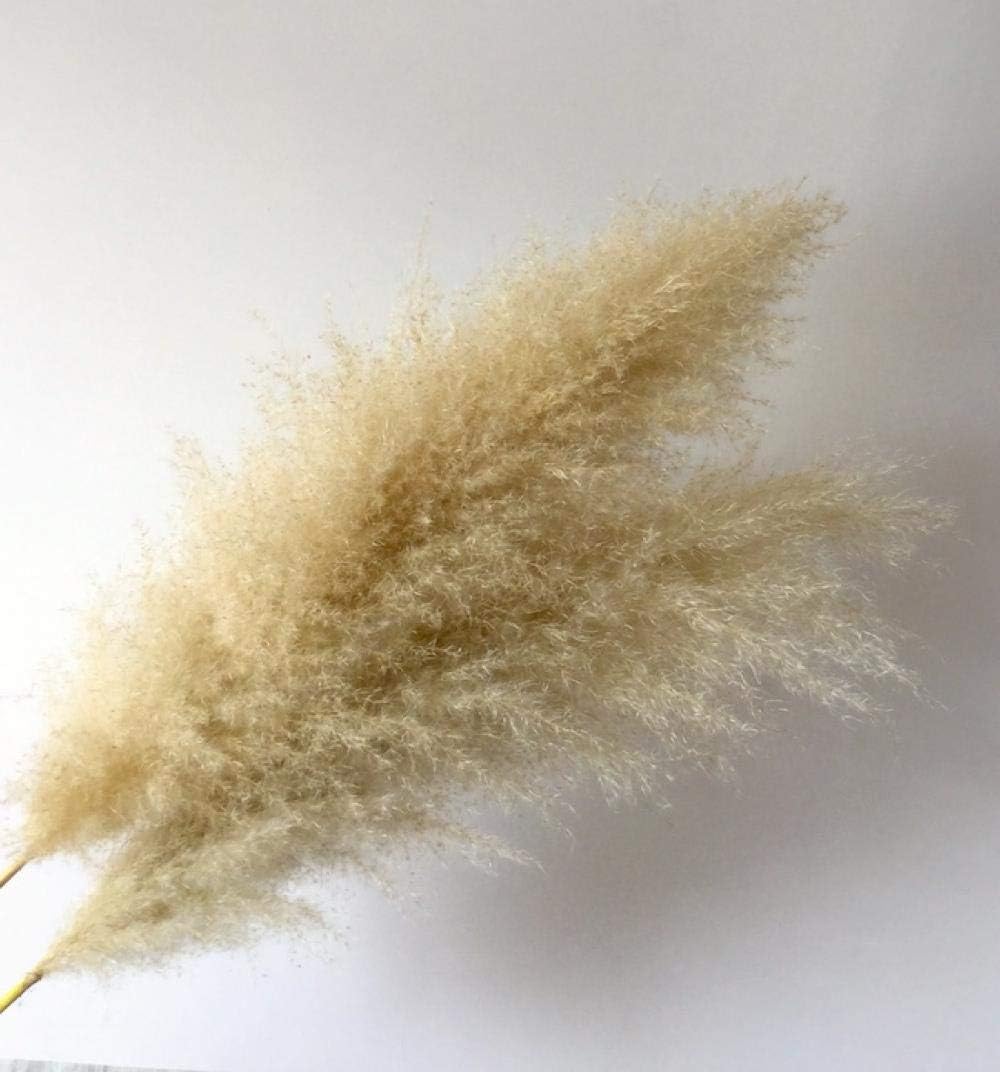 Pampasgras, Wedding Arrangement, Home Decorations, Natural Dried Flowers, Beige, Primary Colors, Large Reeds