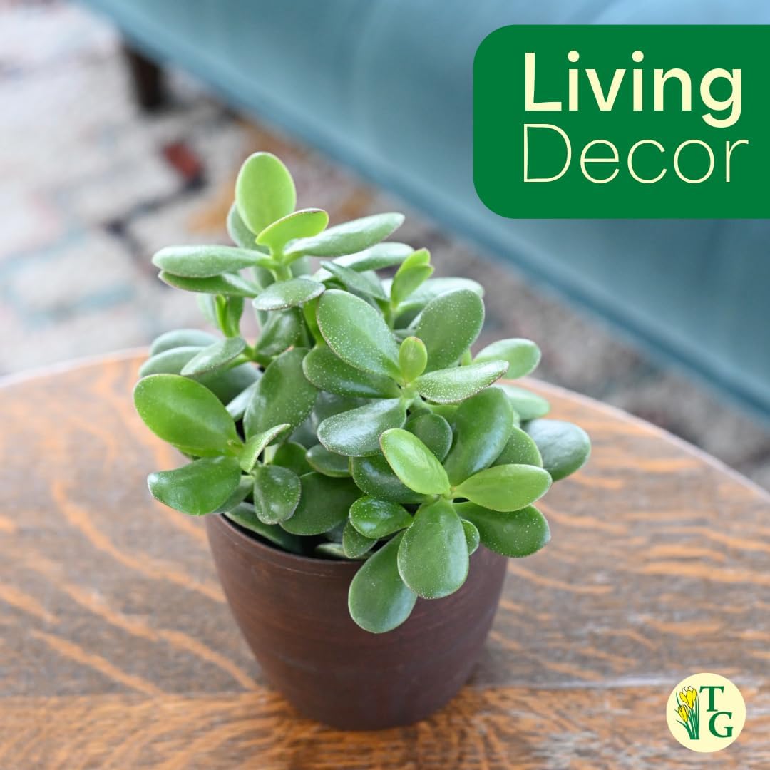 Thorsen's Greenhouse Jade Plant, Live Indoor Plant, Lucky Plant, Crassula Ovata, Easy Care Succulent (Sage, 6-inch Pot)