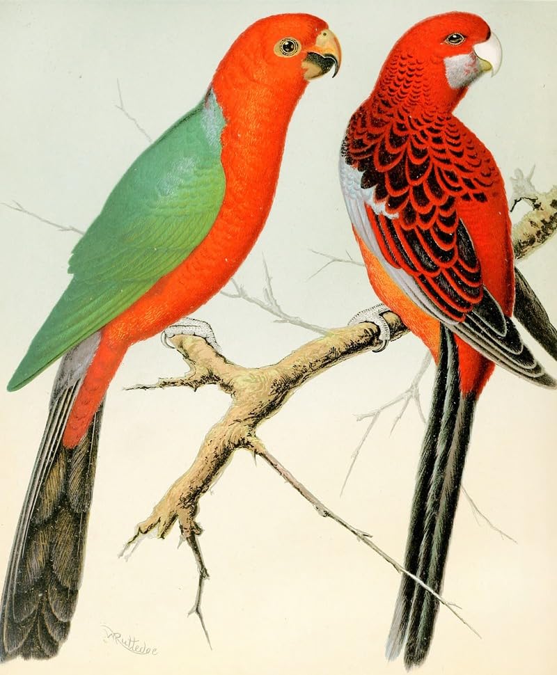 Papuga królewska papuga proporczyk (1878) plakat wydruk autorstwa W. A Blakston (24 x 36)