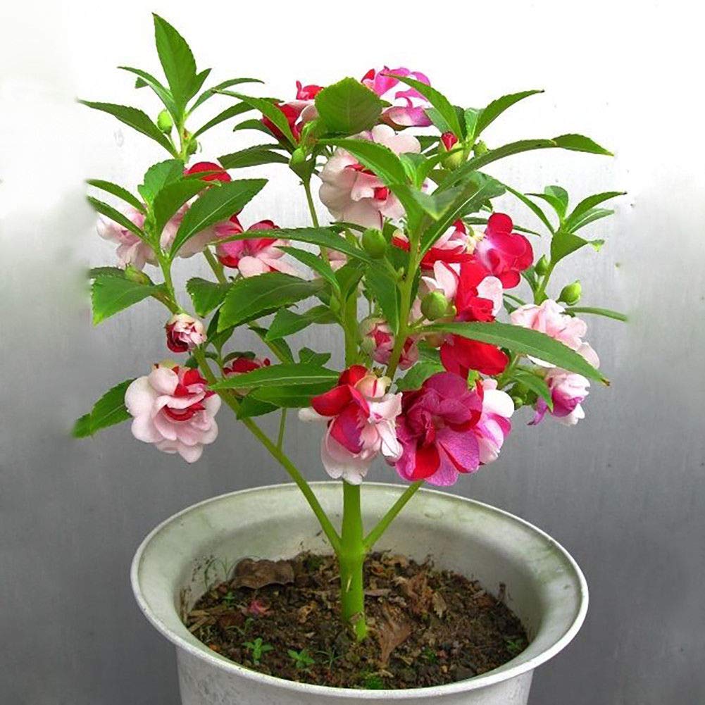 M-Tech Gardens Rare Ornamental Balsam Seeds Mixed Varieties for Growing (30 Seeds Pack) BALSAM04-picture-21
