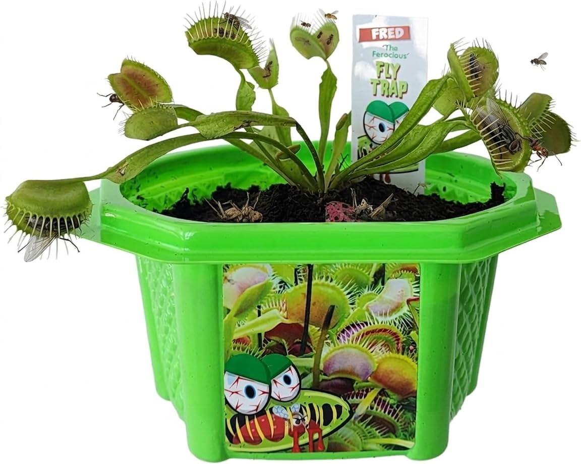 Amazon.com: Toys By Nature Character Micro Micro Dome Terrariums