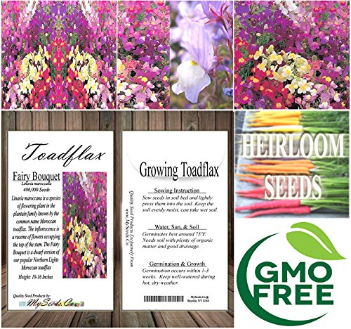 Big Pack - (406,000) Fairy Bouquet Baby Snapdragon Seeds - Linaria maroccana, Pink White Purple & Yellow Mix - Baby Snapdragon Toadflax - Flower Seeds By MySeeds.Co (Big Pack - Fairy Bouquet)