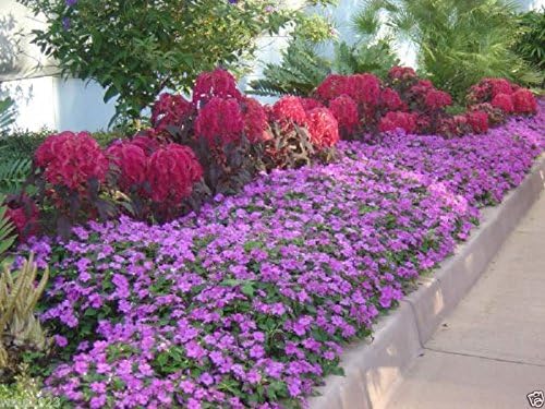 Miniatura 6 de 200 semillas Amaranthus "Early Splendor" Hermoso color carmesí, hermoso color chocolate