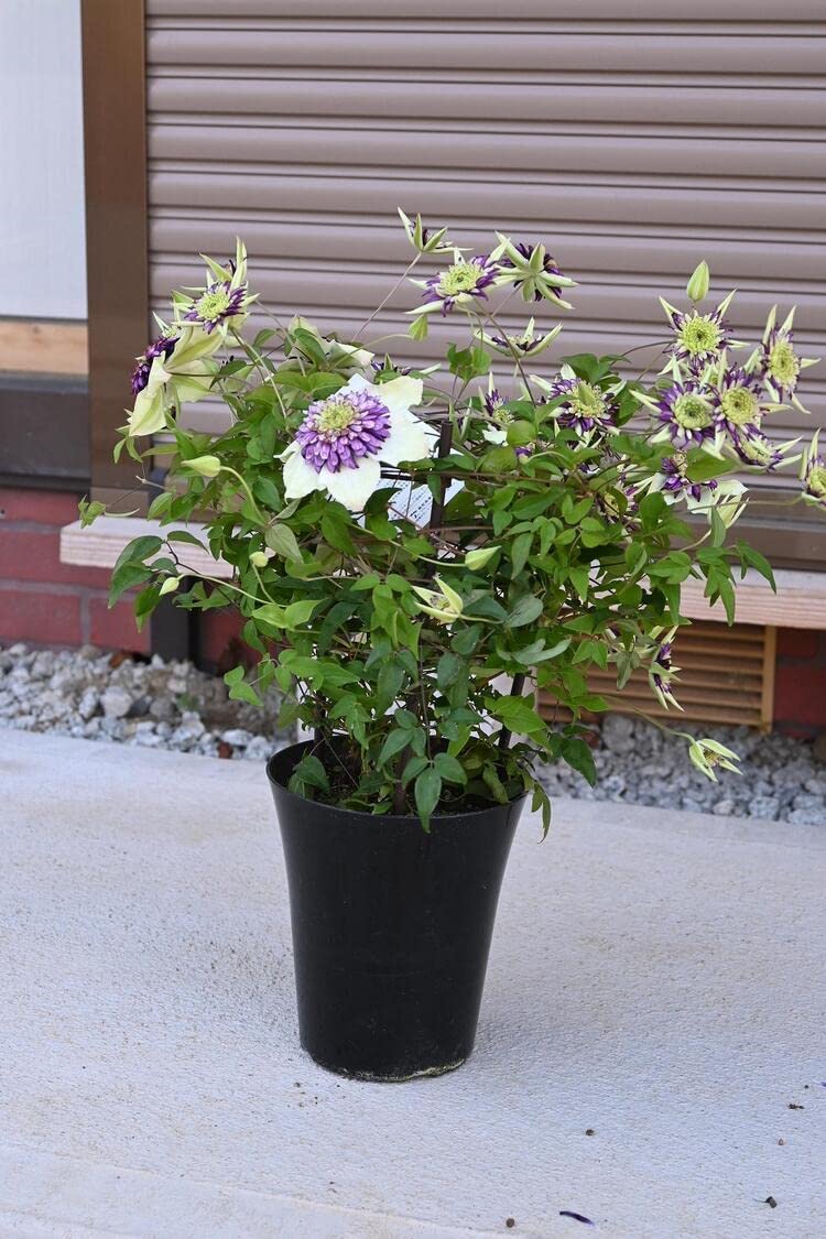 Amazon.co.jp: クレマチスビエネッタ苗 開花終了株苗 5号サイズ : DIY