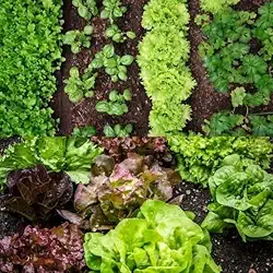 Adubo Orgânico para Plantas – 100% Natural - 2kg (Humus de Minhoca, 2kg)