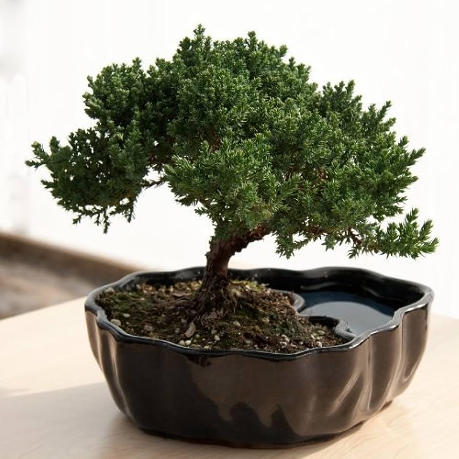 Garden Art imported Ficus Ginseng Indoor and outdoor Bonsai bulbs (Pack of 1 Healthy Live Plant)) (B0CHQNFNBG) Amazon Price History, Amazon Price Tracker