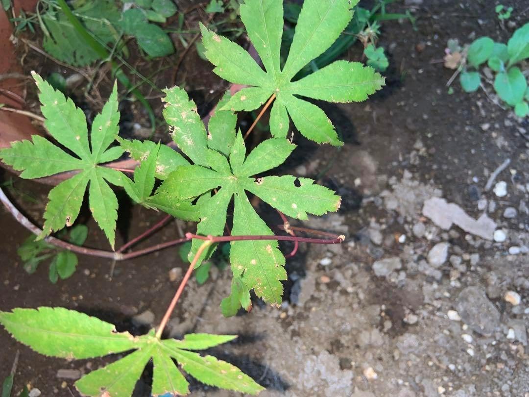 もみじ 苗木 盆栽 石井盆栽】紅葉(もみじ) ミニ盆栽 苗木 鉢植え もみじ 苗木 盆栽 石井盆栽】紅葉(もみじ) ミニ盆栽 苗木 鉢植え