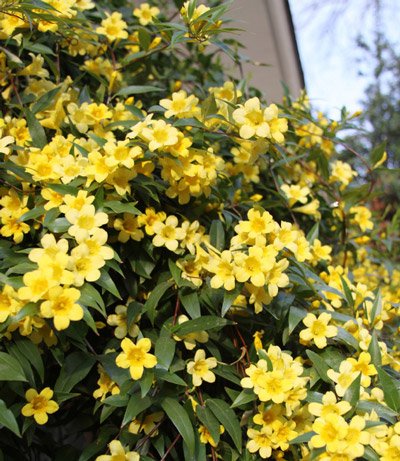 Brighter Blooms - Carolina Jasmine, 1 Gal. - No Shipping to AZ