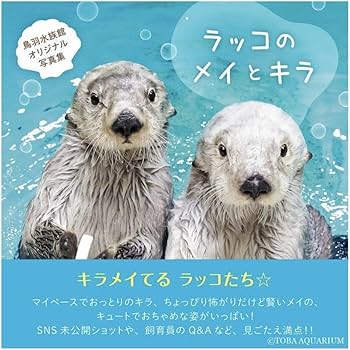 鳥羽水族館　ラッコのメイとキラ 写真集　コレカ　ノーマルカード 鳥羽水族館 ラッコのメイとキラ 写真集 コレカ ノーマルカード 鳥羽
